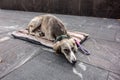 Skinny dog Ã¢â¬â¹Ã¢â¬â¹abandoned on the street lies on a mat